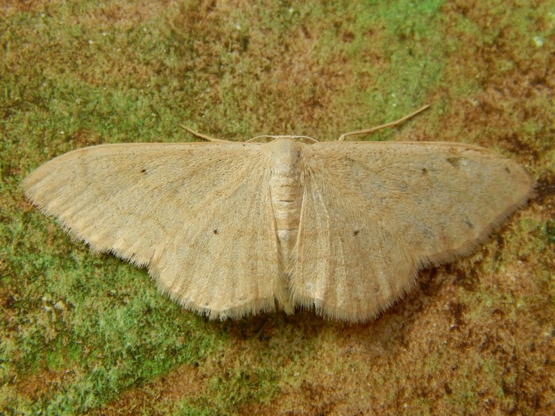 Idaea degeneraria?.... quasi:  Idaea straminata